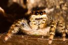 Rinden-Springspinne (Marpissa muscosa)