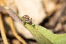 Springspinne "Pseudeuophrys Erratica" am Badberg