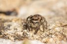 Springspinne "Pseudeuophrys Erratica" am Badberg