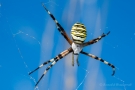 Wespenspinne (Argiope bruennichi)