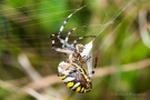 Wespenspinne (Argiope bruennichi) mit Beute