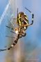 Wespenspinne (Argiope bruennichi) mit Beute
