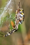 Wespenspinne (Argiope bruennichi) mit Beute