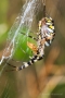 Wespenspinne (Argiope bruennichi) mit Beute