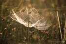 Netz der Gemeinen Streckerspinne (Tetragnatha extensa)