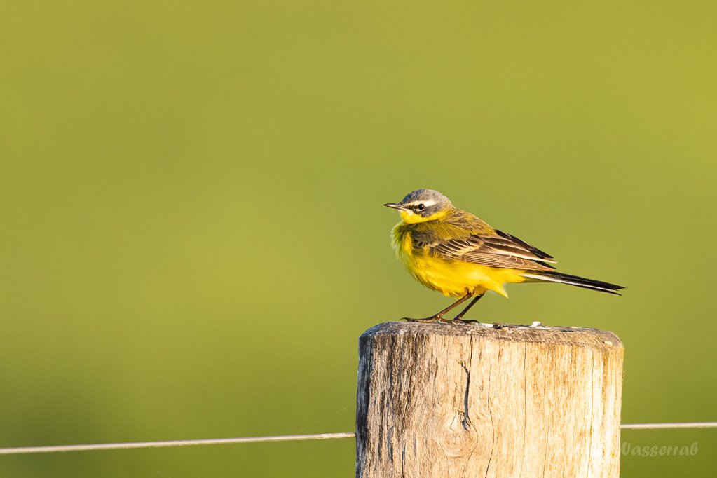 Wiesenschafstelze (Motacilla flava)