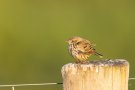 Wiesenpieper (Anthus pratensis)