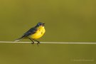 Wiesenschafstelze (Motacilla flava)