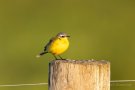 Wiesenschafstelze (Motacilla flava)