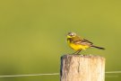 Wiesenschafstelze (Motacilla flava)