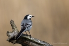 Bachstelze (Motacilla alba)