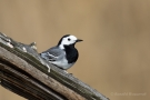 Bachstelze (Motacilla alba)