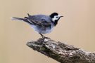 Bachstelze (Motacilla alba)