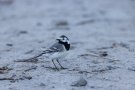 Bachstelze (Motacilla alba)