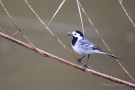 Bachstelze (Motacilla alba) mit Futter