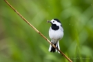 Bachstelze (Motacilla alba) mit Futter