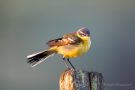 (Wiesen-)Schafstelze (Motacilla flava)  in Dänemark