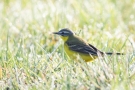 Schafstelze (Motacilla flava) im Ochsenmoor