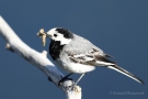 Bachstelze (Motacilla alba) mit Futter