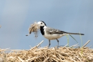 Bachstelze (Motacilla alba) mit Nistmaterial