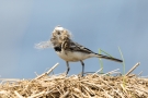 Bachstelze (Motacilla alba) mit Nistmaterial