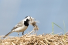 Bachstelze (Motacilla alba) mit Nistmaterial