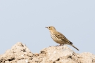 Wiesenpieper (Anthus pratensis)