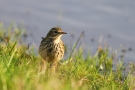 Wiesenpieper (Anthus pratensis)