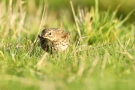 Wiesenpieper (Anthus pratensis) mit Beute