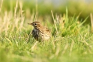 Wiesenpieper (Anthus pratensis)