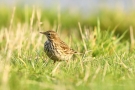 Wiesenpieper (Anthus pratensis)