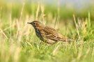 Wiesenpieper (Anthus pratensis)