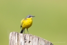 Schafstelze (Motacilla flava) im Ochsenmoor