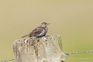 Wiesenpieper (Anthus pratensis) im Ochsenmoor