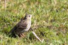 Wiesenpieper (Anthus pratensis)