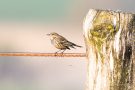 Wiesenpieper (Anthus pratensis)