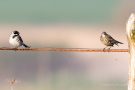 Rohrammer (Emberiza schoeniclus) und Wiesenpieper (Anthus pratensis)