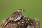 Wiesenpieper (Anthus pratensis) im Ochsenmoor