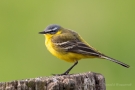 Schafstelze (Motacilla flava) im Ochsenmoor