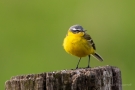 Schafstelze (Motacilla flava) im Ochsenmoor