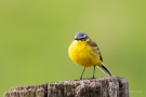 Schafstelze (Motacilla flava) im Ochsenmoor