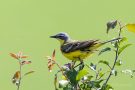 Schafstelze (Motacilla flava)