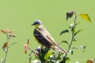 Schafstelze (Motacilla flava)