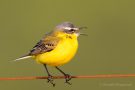 (Wiesen-)Schafstelze (Motacilla flava)  im Ochsenmoor