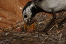 Bachstelze (Motacilla alba) beim Füttern des Nachwuchses