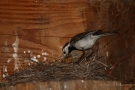 Bachstelze (Motacilla alba) beim Füttern des Nachwuchses
