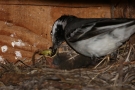 Bachstelze (Motacilla alba) beim Füttern des Nachwuchses