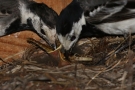 Bachstelze (Motacilla alba) beim Füttern des Nachwuchses