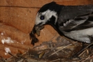 Bachstelze (Motacilla alba) beim Füttern des Nachwuchses