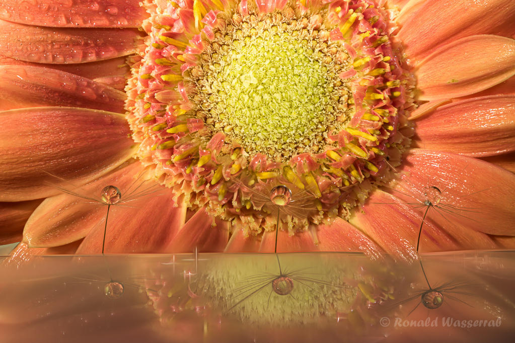 Refraktion mit Flugsamen und Gerbera